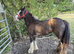 Blagdon mare