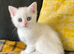 Rare Copper Silver British Shorthair Male