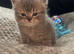 Beautiful rainbow  litter of British shorthair