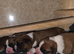 Beautiful red and white boxer puppies