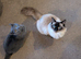 For rehoming