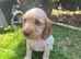 Ready Wednesday! Gorgeous cocker spaniel puppies