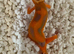 Mixed morph leopard geckos