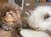 Gorgeous Pure Persian Kittens &ndash; 2 Rare Golden Grey & 2 White