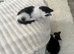 Ready now 3 playful adorable kittens