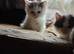 Kittens for sale
