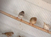 Zebra finch