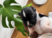 2 cocker spaniel x jack Russell puppies