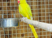Yellow ring bexk