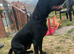 Beautiful lab x