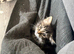 4 stunning kittens 9 weeks old