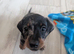 2 smooth dachshund puppies