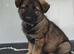 German Shepherd Puppies