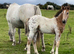 "Stunning Appaloosa x Cob " Blanket Spot Colt Youngstock / Foal