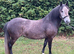 12.2hh Registered New forest mare