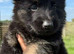German Shepherd Puppies for sale