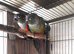 young yellow sided x crimson conure semi tame