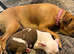 Staffy puppies
