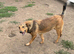 MEET DULCIE – A BEAUTIFUL, GENTLE SOUL WAITING TO BE LOVED
