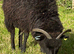 Hebridean ewe