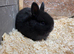 Netherland dwarf x Rex