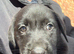 Gorgeous LABRADOR Puppies
