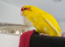 Hand rear kakariki