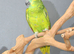 Baby Blue fronted Amazon Talking parrots