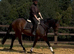 15.3hh filly