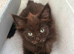 Maine coon xxx