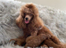 ️ EXCEPTIONAL DEEP RED TOY POODLE PUPPIES &ndash; KC REGISTERED ️