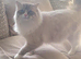 Ready to leave, male ragdoll kittens