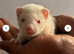 Jill ferret