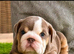 Kc top bloodline British bulldogs