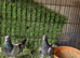 Turkish pigeons for sale