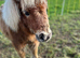 Very pretty Miniature Shetland Pony