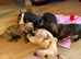 Miniature dachshund litter ready now