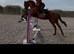 Stunning 16.2hh 7 TB &ndash; Genuine Jumping Prospect / All-Rounder