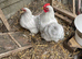 Lavender Pekin bantam