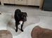 Dog for sale