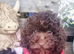 Beautiful cockapoo F1b puppies