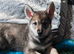 Northern Inuit puppies