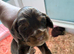Beautiful show type cocker spaniels