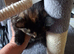 Kitten in need of new home
