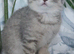 Blue and Blue Golden British shorthair