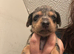 BIDEFORD DEVON miniture dachshund