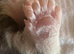 Tica Registered Polydactyl Maine Coons