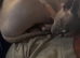 2 adult sphynx cats