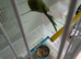 Ringneck bird