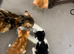3 male kittens